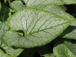 Kaukasus-Vergissmeinnicht 'Looking Glass' -Günstiges Erd Seele Geschäft kaukasus vergissmeinnicht looking glass m077202 w 3