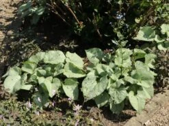 Kaukasus-Vergissmeinnicht 'Looking Glass' -Günstiges Erd Seele Geschäft kaukasus vergissmeinnicht looking glass m077202 w 4 1