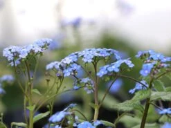 Kaukasus-Vergissmeinnicht 'Looking Glass' -Günstiges Erd Seele Geschäft kaukasus vergissmeinnicht looking glass m077202 w 4