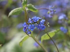 Kaukasus-Vergissmeinnicht 'Looking Glass' -Günstiges Erd Seele Geschäft kaukasus vergissmeinnicht looking glass m077202 w 5