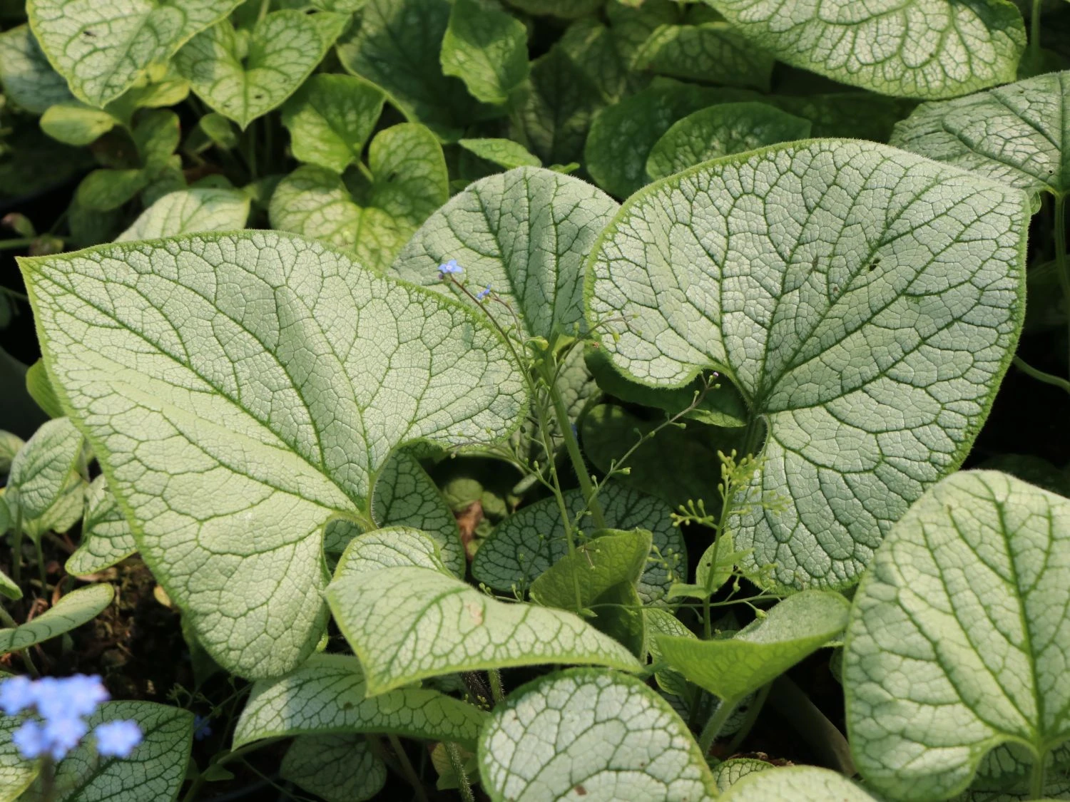 Kaukasus-Vergissmeinnicht 'Silver Heart' 3 Kaukasus-Vergissmeinnicht 'Silver Heart'