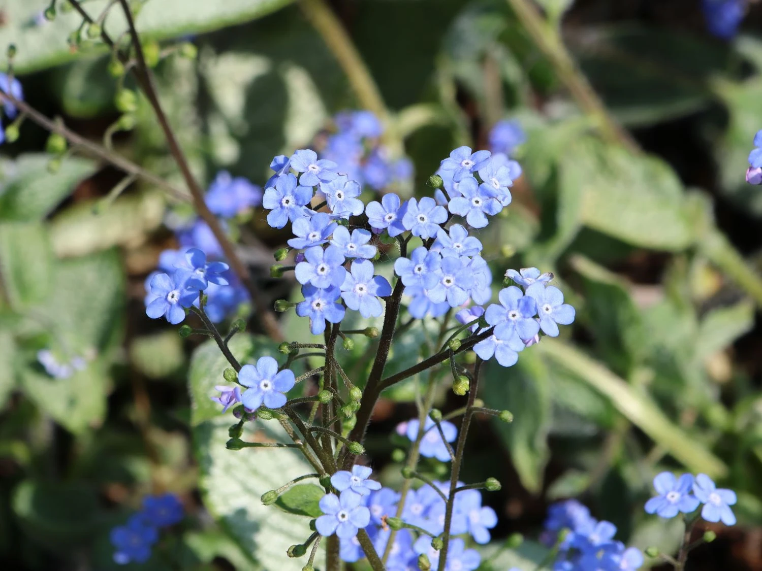 Kaukasus-Vergissmeinnicht 'Silver Heart' 5 Kaukasus-Vergissmeinnicht 'Silver Heart' – Bild 3