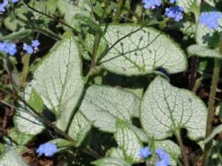 Kaukasus-Vergissmeinnicht 'Silver Heart' 9 Kaukasus-Vergissmeinnicht 'Silver Heart' -Günstiges Erd Seele Geschäft kaukasus vergissmeinnicht silver heart m088005 w 1