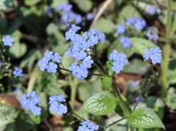 Kaukasus-Vergissmeinnicht 'Silver Heart' 7 Kaukasus-Vergissmeinnicht 'Silver Heart' -Günstiges Erd Seele Geschäft kaukasus vergissmeinnicht silver heart m088005 w 2