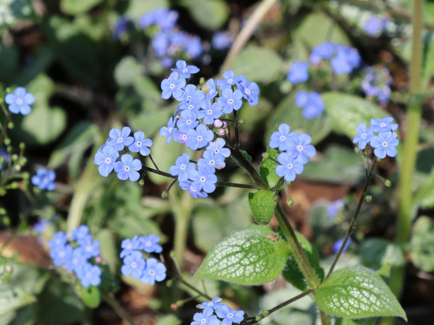 Kaukasus-Vergissmeinnicht 'Silver Heart' 4 Kaukasus-Vergissmeinnicht 'Silver Heart' – Bild 2