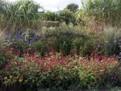 Kerzenknöterich 'J. S. Caliente'