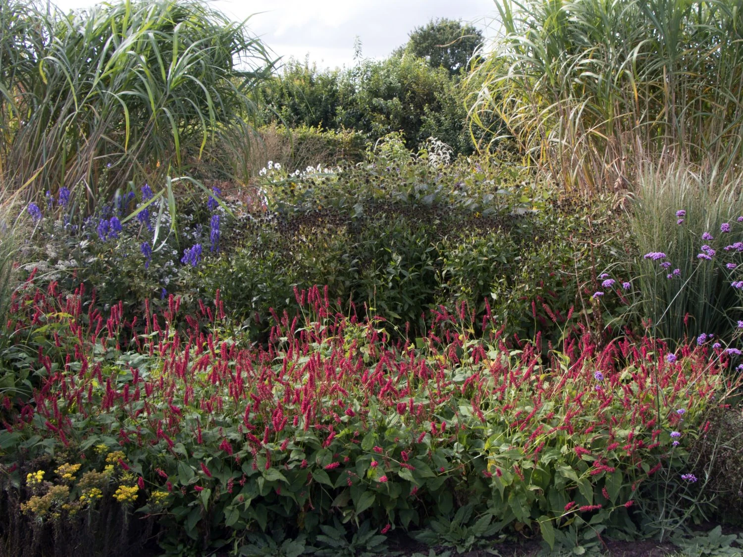 Kerzenknöterich 'J. S. Caliente' 3 Kerzenknöterich 'J. S. Caliente'