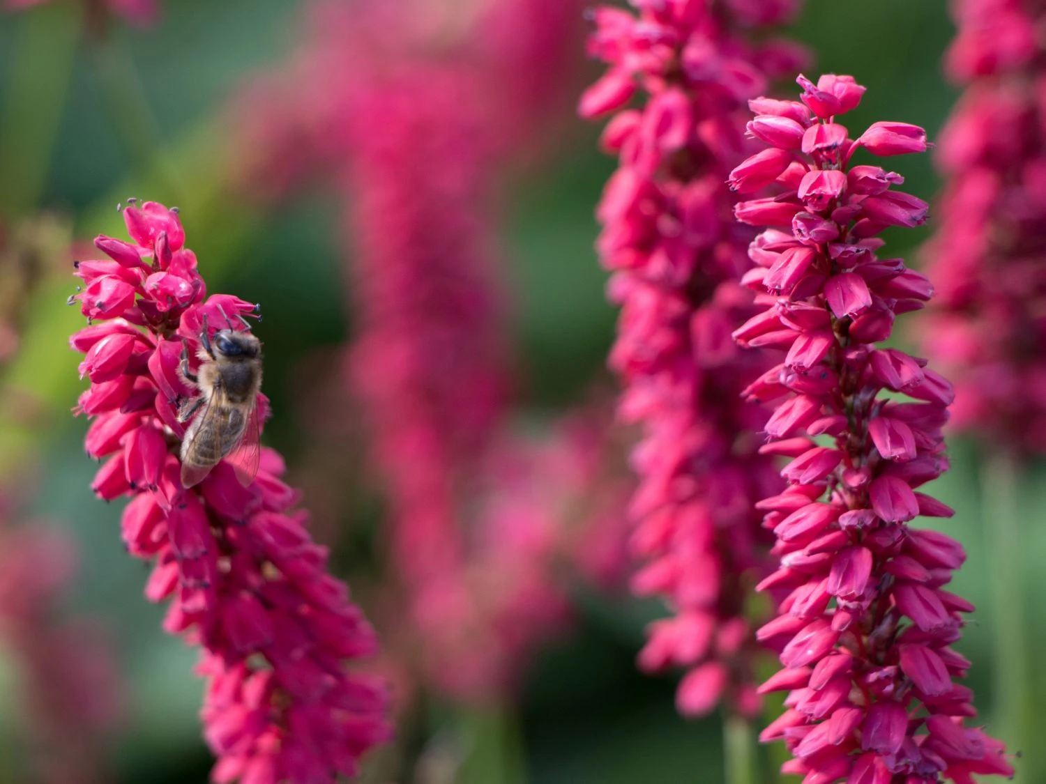 Kerzenknöterich 'J. S. Caliente' 4 Kerzenknöterich 'J. S. Caliente' – Bild 2