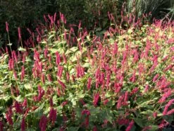 Kerzenknöterich 'J. S. Caliente' 9 Kerzenknöterich 'J. S. Caliente' -Günstiges Erd Seele Geschäft kerzenknoeterich j s caliente m076805 w 1