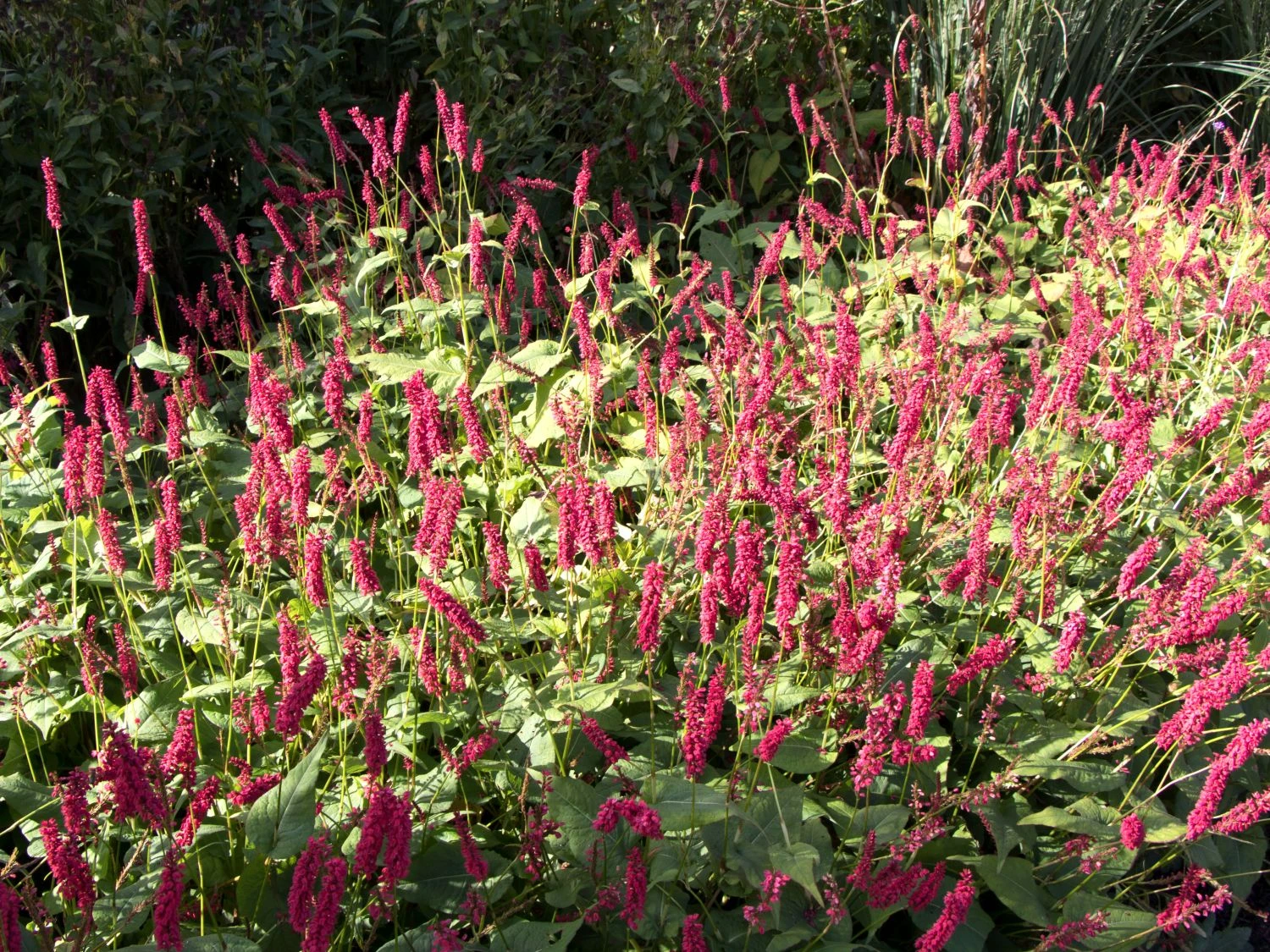 Kerzenknöterich 'J. S. Caliente' 5 Kerzenknöterich 'J. S. Caliente' – Bild 3