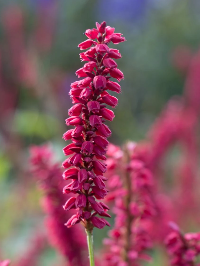 Kerzenknöterich 'J. S. Caliente' 7 Kerzenknöterich 'J. S. Caliente' – Bild 5