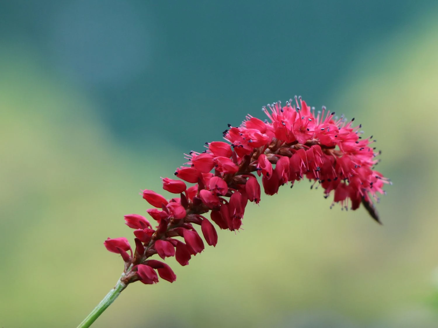 Kerzenknöterich 'J. S. Caliente' 6 Kerzenknöterich 'J. S. Caliente' – Bild 4