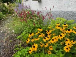 Kerzenknöterich -Günstiges Erd Seele Geschäft kerzenknoeterich m078121 1103935 0