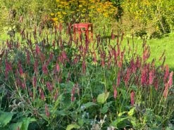 Kerzenknöterich -Günstiges Erd Seele Geschäft kerzenknoeterich m078121 1274357 0