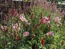 Kerzenknöterich -Günstiges Erd Seele Geschäft kerzenknoeterich m078121 w 1