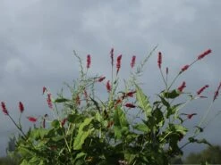 Kerzenknöterich -Günstiges Erd Seele Geschäft kerzenknoeterich m078121 w 2