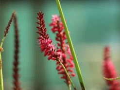 Kerzenknöterich -Günstiges Erd Seele Geschäft kerzenknoeterich m078121 w 3