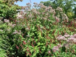 Kerzenknöterich -Günstiges Erd Seele Geschäft kerzenknoeterich m078121 w 4