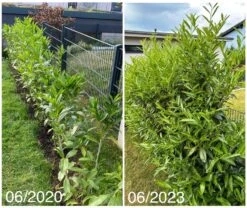 Kirschlorbeer / Lorbeerkirsche 'Caucasica' -Günstiges Erd Seele Geschäft kirschlorbeer lorbeerkirsche caucasica m002172 1027025 0