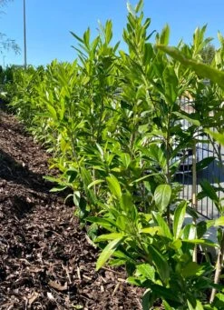 Kirschlorbeer / Lorbeerkirsche 'Caucasica' -Günstiges Erd Seele Geschäft kirschlorbeer lorbeerkirsche caucasica m002172 1027025 0