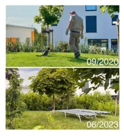 Kirschlorbeer / Lorbeerkirsche 'Caucasica' -Günstiges Erd Seele Geschäft kirschlorbeer lorbeerkirsche caucasica m002172 1027025 1