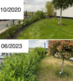 Kirschlorbeer / Lorbeerkirsche 'Caucasica' -Günstiges Erd Seele Geschäft kirschlorbeer lorbeerkirsche caucasica m002172 1027025 3