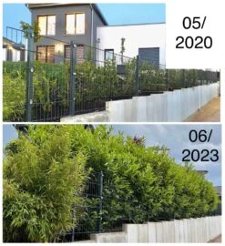 Kirschlorbeer / Lorbeerkirsche 'Caucasica' -Günstiges Erd Seele Geschäft kirschlorbeer lorbeerkirsche caucasica m002172 1027025 4