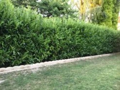 Kirschlorbeer / Lorbeerkirsche 'Caucasica' -Günstiges Erd Seele Geschäft kirschlorbeer lorbeerkirsche caucasica m002172 401538 0