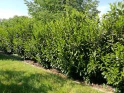 Kirschlorbeer / Lorbeerkirsche 'Caucasica' -Günstiges Erd Seele Geschäft kirschlorbeer lorbeerkirsche caucasica m002172 581855 0