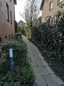 Kirschlorbeer / Lorbeerkirsche 'Caucasica' -Günstiges Erd Seele Geschäft kirschlorbeer lorbeerkirsche caucasica m002172 946494 0