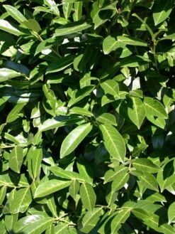 Kirschlorbeer / Lorbeerkirsche 'Caucasica' -Günstiges Erd Seele Geschäft kirschlorbeer lorbeerkirsche caucasica m002172 w 1