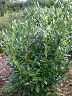 Kirschlorbeer / Lorbeerkirsche 'Caucasica' -Günstiges Erd Seele Geschäft kirschlorbeer lorbeerkirsche caucasica m002172 w 2