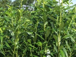 Kirschlorbeer / Lorbeerkirsche 'Caucasica' -Günstiges Erd Seele Geschäft kirschlorbeer lorbeerkirsche caucasica m002172 w 4