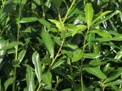 Kirschlorbeer / Lorbeerkirsche 'Caucasica' -Günstiges Erd Seele Geschäft kirschlorbeer lorbeerkirsche caucasica m002172 w 5