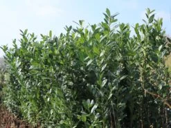 Kirschlorbeer / Lorbeerkirsche 'Caucasica' -Günstiges Erd Seele Geschäft kirschlorbeer lorbeerkirsche caucasica m002172 w 6