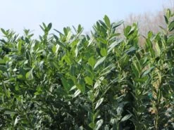Kirschlorbeer / Lorbeerkirsche 'Caucasica' -Günstiges Erd Seele Geschäft kirschlorbeer lorbeerkirsche caucasica m002172 w 7