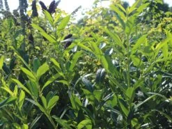 Kirschlorbeer / Lorbeerkirsche 'Caucasica' -Günstiges Erd Seele Geschäft kirschlorbeer lorbeerkirsche caucasica m002172 w 8