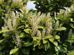 Kirschlorbeer / Lorbeerkirsche 'Caucasica' -Günstiges Erd Seele Geschäft kirschlorbeer lorbeerkirsche caucasica m002172 w 9