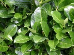 Kirschlorbeer / Lorbeerkirsche 'Etna' ® 20 Kirschlorbeer / Lorbeerkirsche 'Etna' ® -Günstiges Erd Seele Geschäft kirschlorbeer lorbeerkirsche etna m004352 w 2