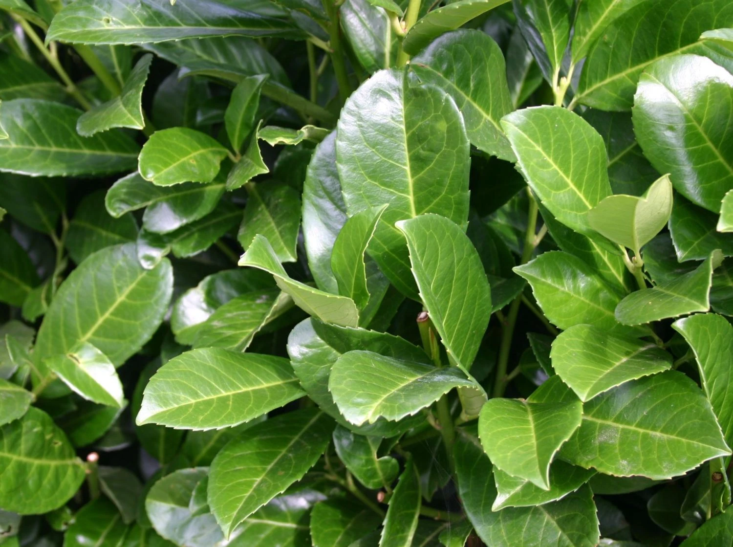 Kirschlorbeer / Lorbeerkirsche 'Etna' ® 10 Kirschlorbeer / Lorbeerkirsche 'Etna' ® – Bild 8