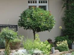 Kirschlorbeer / Lorbeerkirsche 'Etna' ® 14 Kirschlorbeer / Lorbeerkirsche 'Etna' ® -Günstiges Erd Seele Geschäft kirschlorbeer lorbeerkirsche etna m004352 w 3