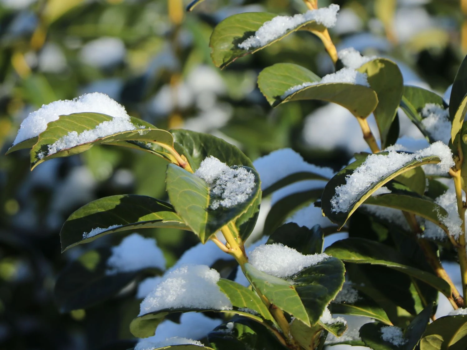 Kirschlorbeer / Lorbeerkirsche 'Etna' ® 12 Kirschlorbeer / Lorbeerkirsche 'Etna' ® – Bild 10