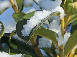 Kirschlorbeer / Lorbeerkirsche 'Etna' ® 15 Kirschlorbeer / Lorbeerkirsche 'Etna' ® -Günstiges Erd Seele Geschäft kirschlorbeer lorbeerkirsche etna m004352 w 5