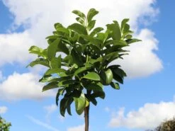 Kirschlorbeer / Lorbeerkirsche 'Etna' ® 17 Kirschlorbeer / Lorbeerkirsche 'Etna' ® -Günstiges Erd Seele Geschäft kirschlorbeer lorbeerkirsche etna m004352 w 6