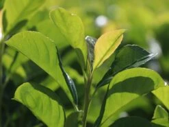 Kirschlorbeer / Lorbeerkirsche 'Etna' ® 16 Kirschlorbeer / Lorbeerkirsche 'Etna' ® -Günstiges Erd Seele Geschäft kirschlorbeer lorbeerkirsche etna m004352 w 7