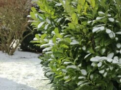 Kirschlorbeer / Lorbeerkirsche 'Etna' ® 21 Kirschlorbeer / Lorbeerkirsche 'Etna' ® -Günstiges Erd Seele Geschäft kirschlorbeer lorbeerkirsche etna m004352 w 8