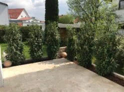 Kirschlorbeer / Lorbeerkirsche 'Genolia' ® -Günstiges Erd Seele Geschäft kirschlorbeer lorbeerkirsche genolia m012192 877949 0