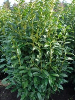Kirschlorbeer / Lorbeerkirsche 'Genolia' ® -Günstiges Erd Seele Geschäft kirschlorbeer lorbeerkirsche genolia m012192 w 1