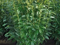 Kirschlorbeer / Lorbeerkirsche 'Genolia' ® -Günstiges Erd Seele Geschäft kirschlorbeer lorbeerkirsche genolia m012192 w 2