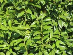 Kirschlorbeer / Lorbeerkirsche 'Genolia' ® -Günstiges Erd Seele Geschäft kirschlorbeer lorbeerkirsche genolia m012192 w 3